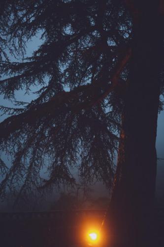 Mariage en montagne - brume et lumière dans les arbres